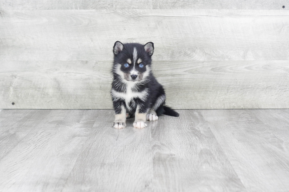 Small Pomsky Baby