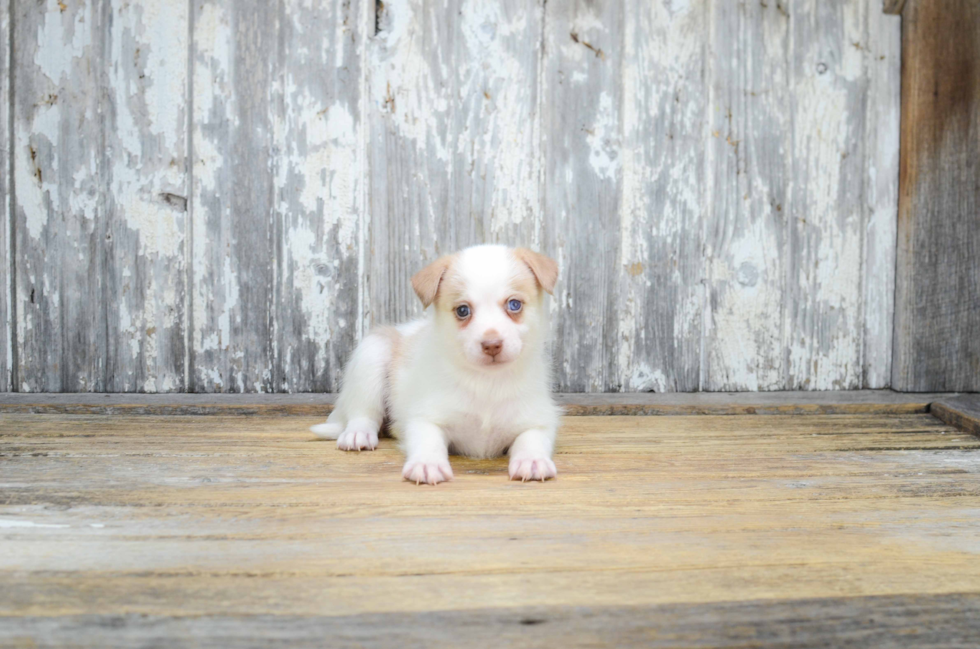Fluffy Pomsky Designer Pup