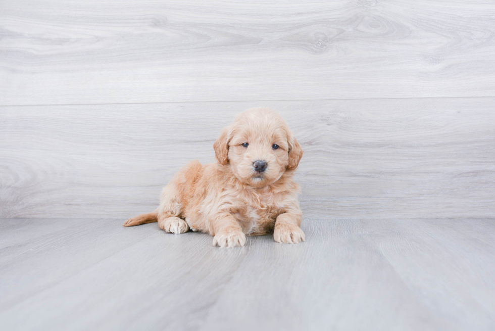 Fluffy Mini Goldendoodle Poodle Mix Pup