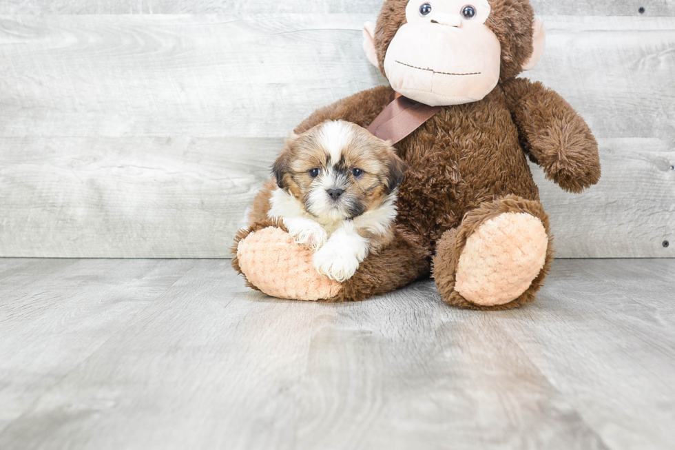 Cute Teddy Bear Baby