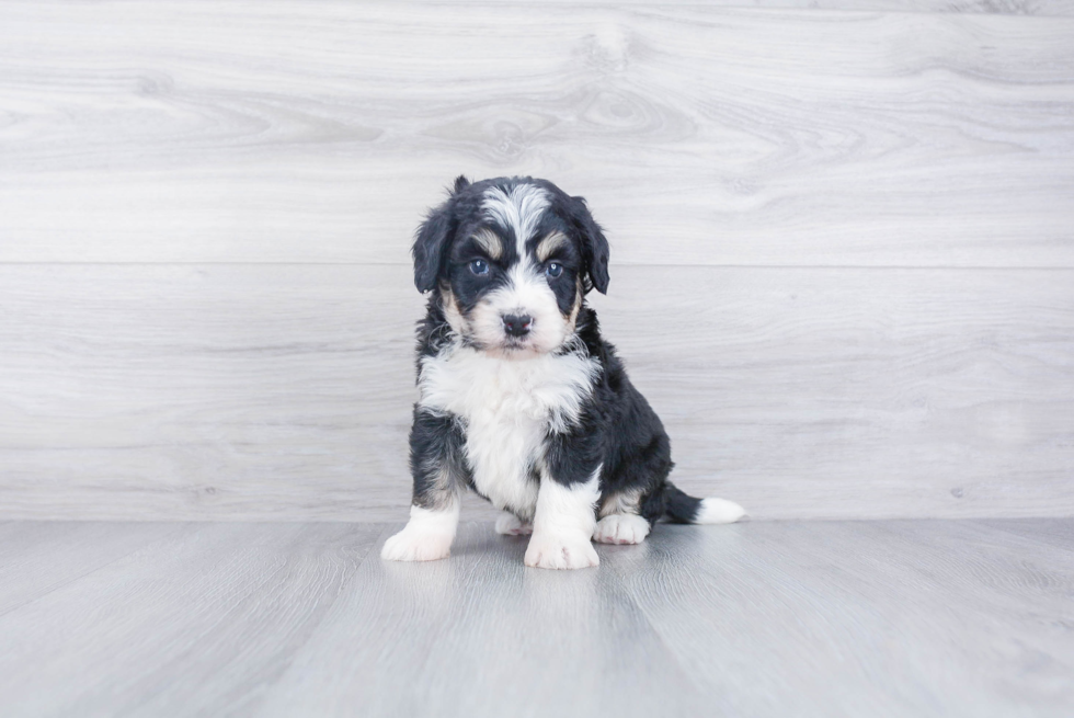 Petite Mini Bernedoodle Poodle Mix Pup