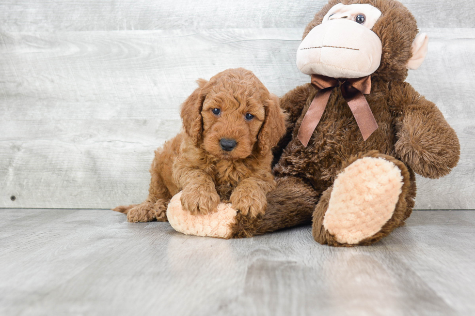 Mini Goldendoodle Puppy for Adoption