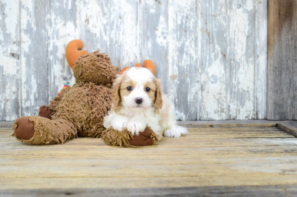 Best Cavapoo Baby