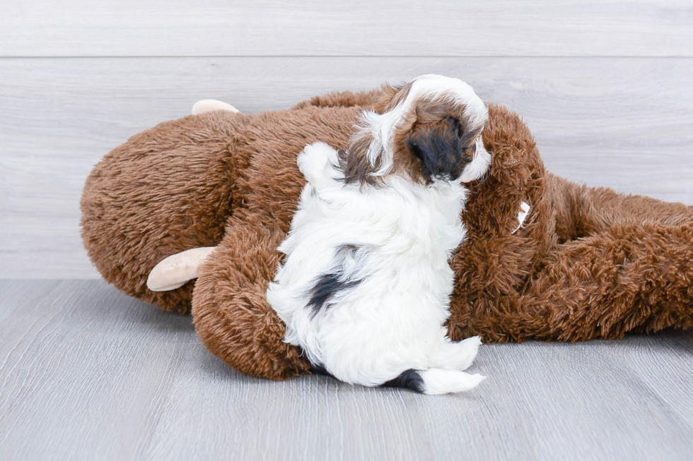 Teddy Bear Puppy for Adoption