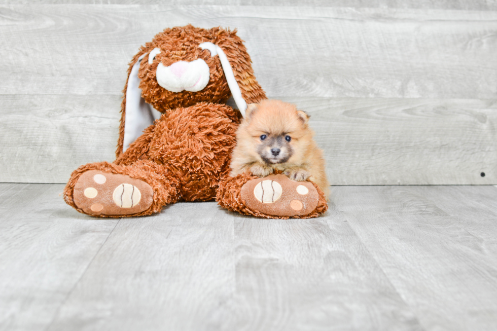 Pomeranian Puppy for Adoption