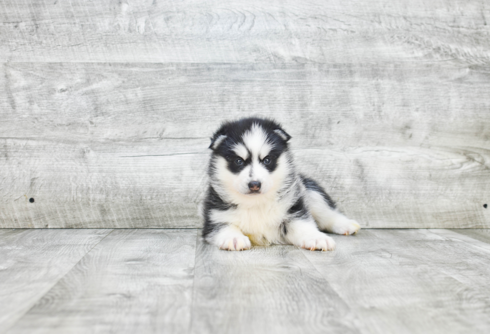 Best Pomsky Baby