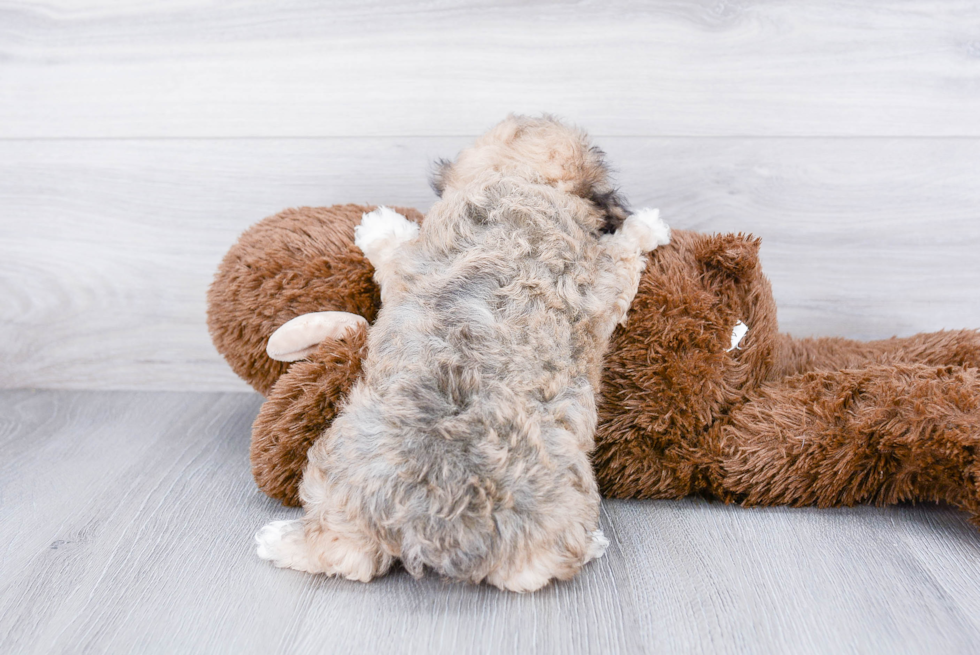 Maltipoo Pup Being Cute