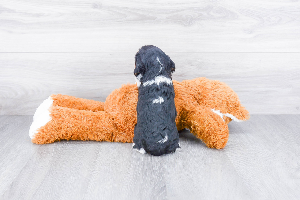 Small Cavalier King Charles Spaniel Purebred Pup