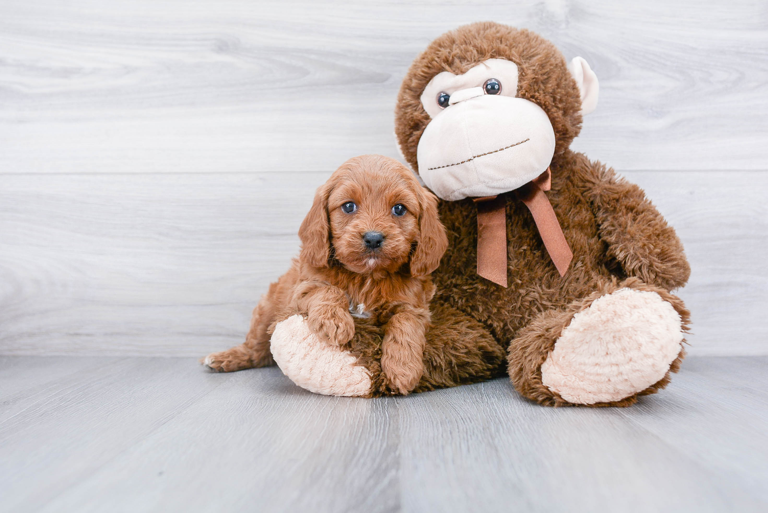 Energetic Cavoodle Poodle Mix Puppy