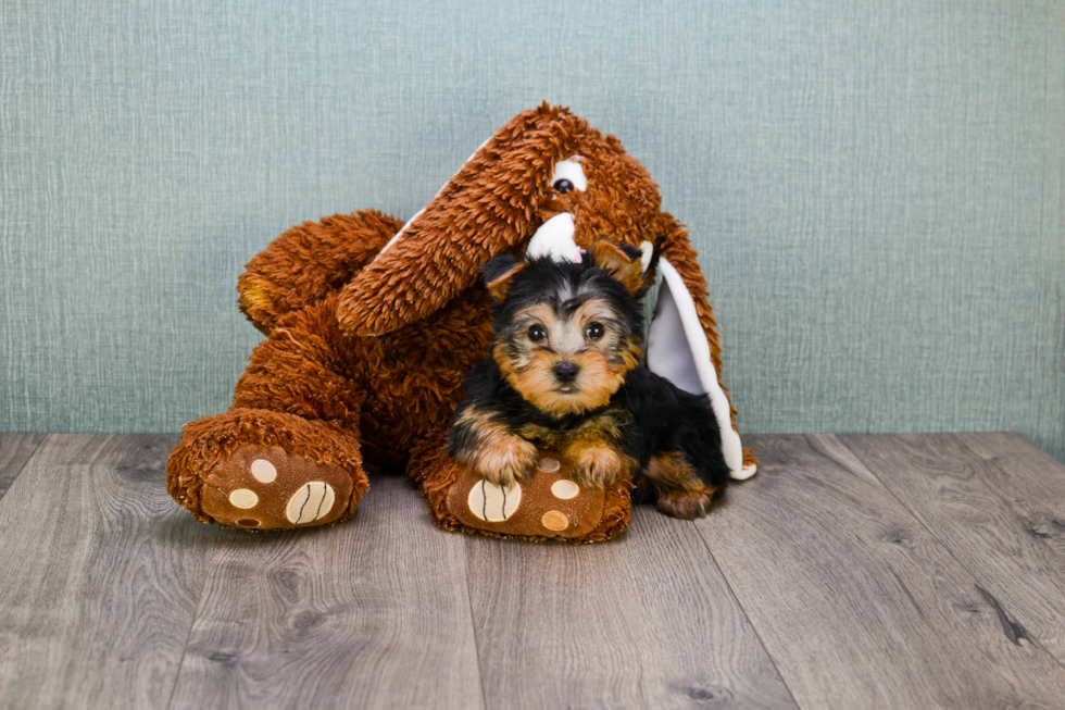 Meet Roscoe - our Yorkshire Terrier Puppy Photo 