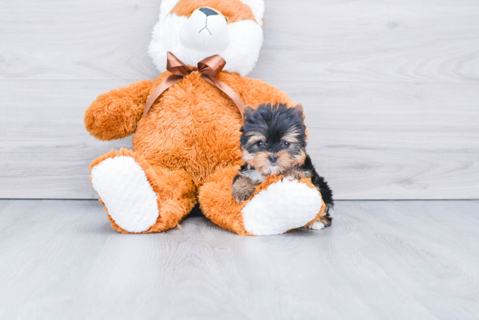 Meet Victoria - our Yorkshire Terrier Puppy Photo 