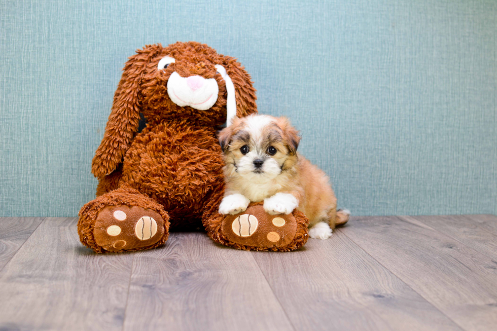 Cute Teddy Bear Baby