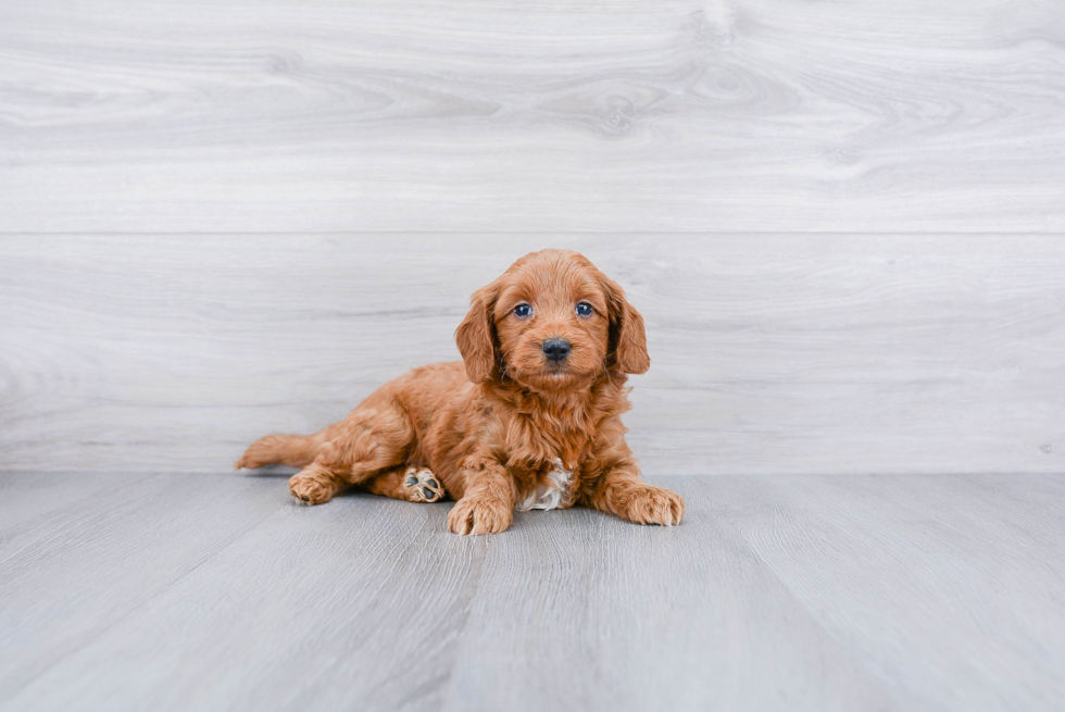 Best Mini Goldendoodle Baby