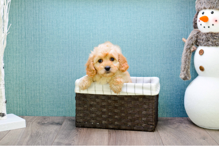 Sweet Cavapoo Baby