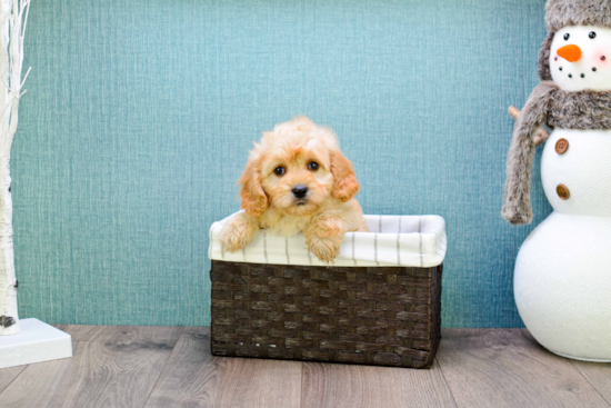 Sweet Cavapoo Baby