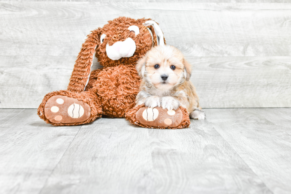 Happy Morkie Baby