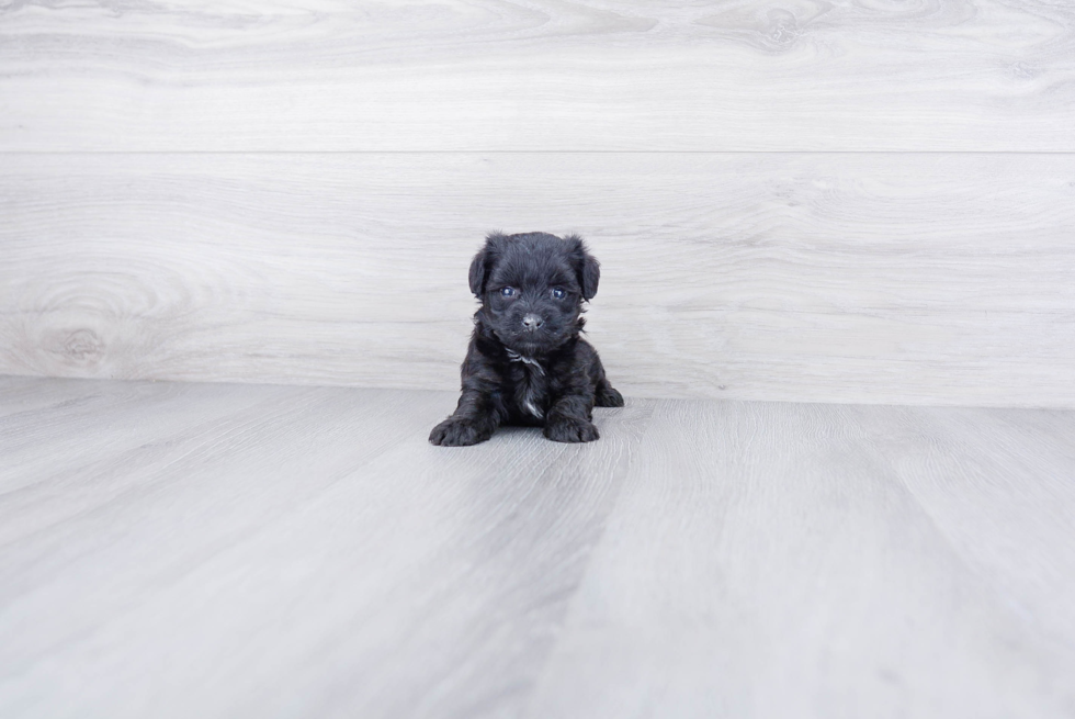 Morkie Pup Being Cute