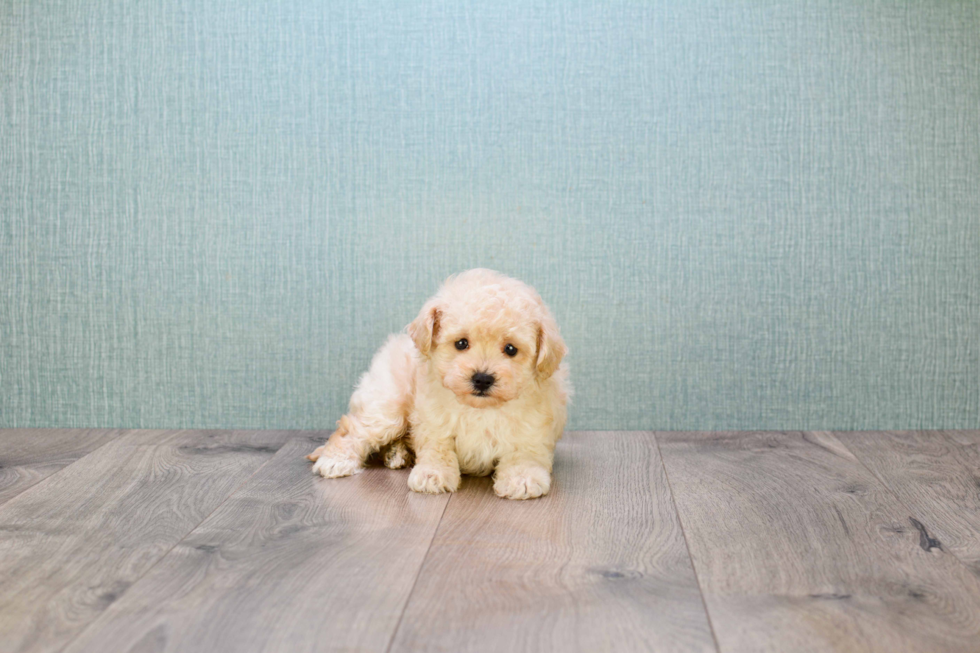 Maltipoo Pup Being Cute