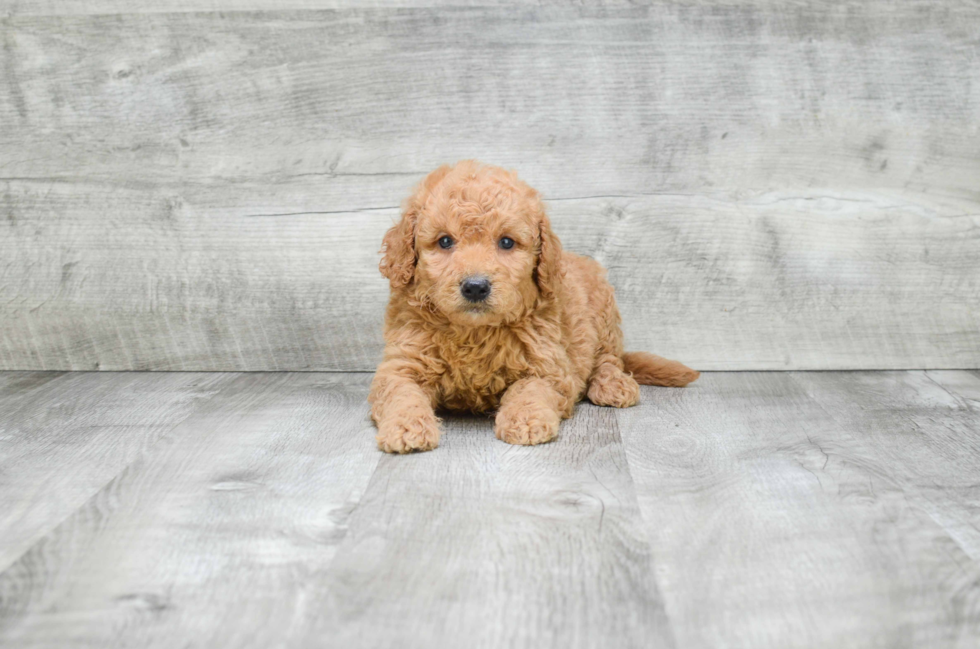Cute Mini Goldendoodle Baby