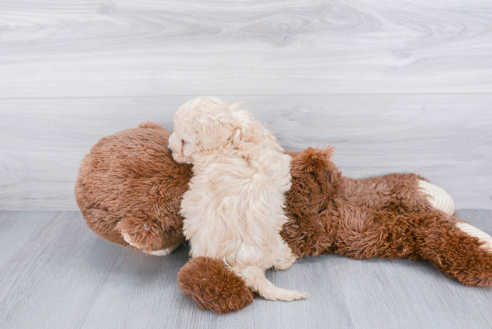 Small Cavapoo Baby