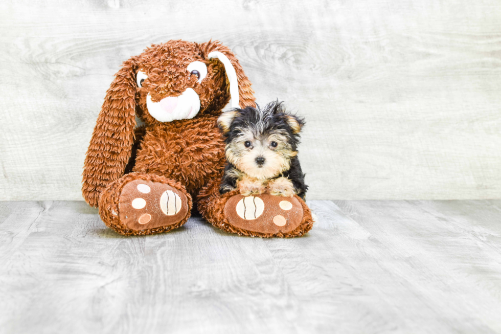 Best Morkie Baby