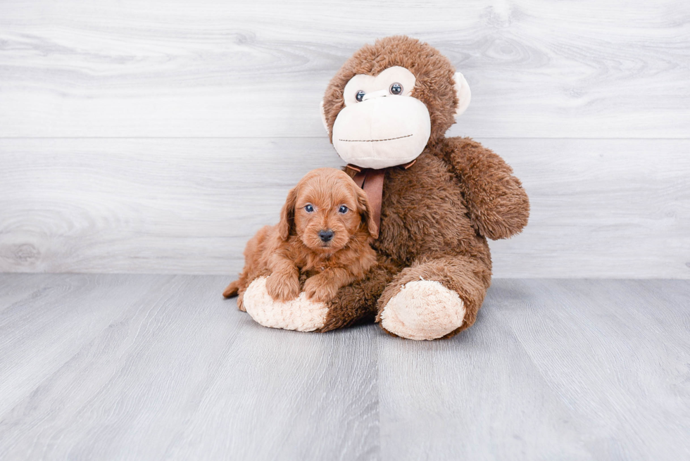 Mini Goldendoodle Puppy for Adoption