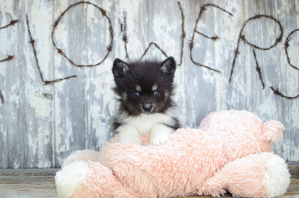 Hypoallergenic Mini Husky Designer Puppy
