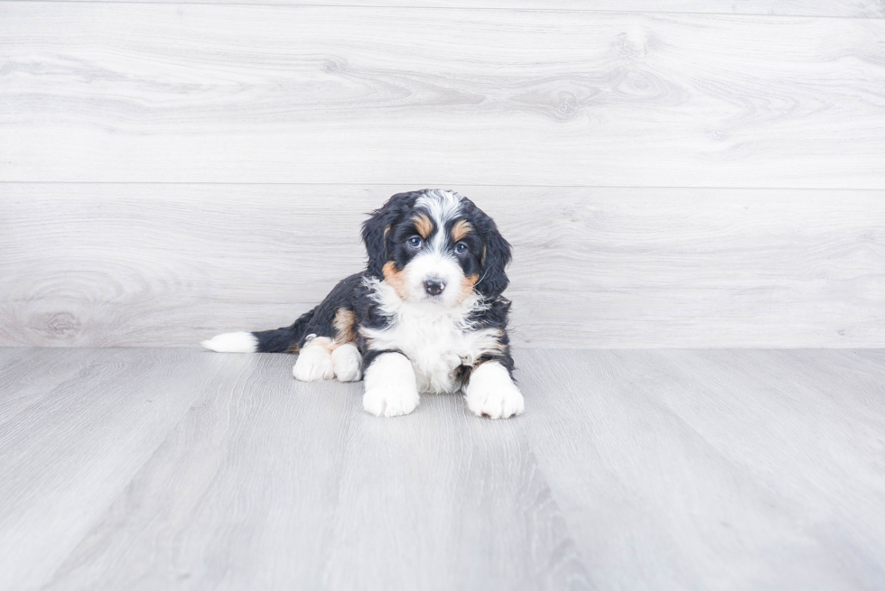 Petite Mini Bernedoodle Poodle Mix Pup