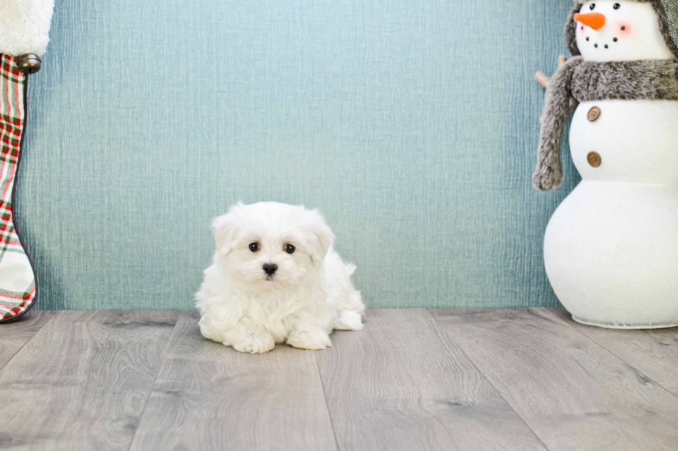 Maltese Pup Being Cute