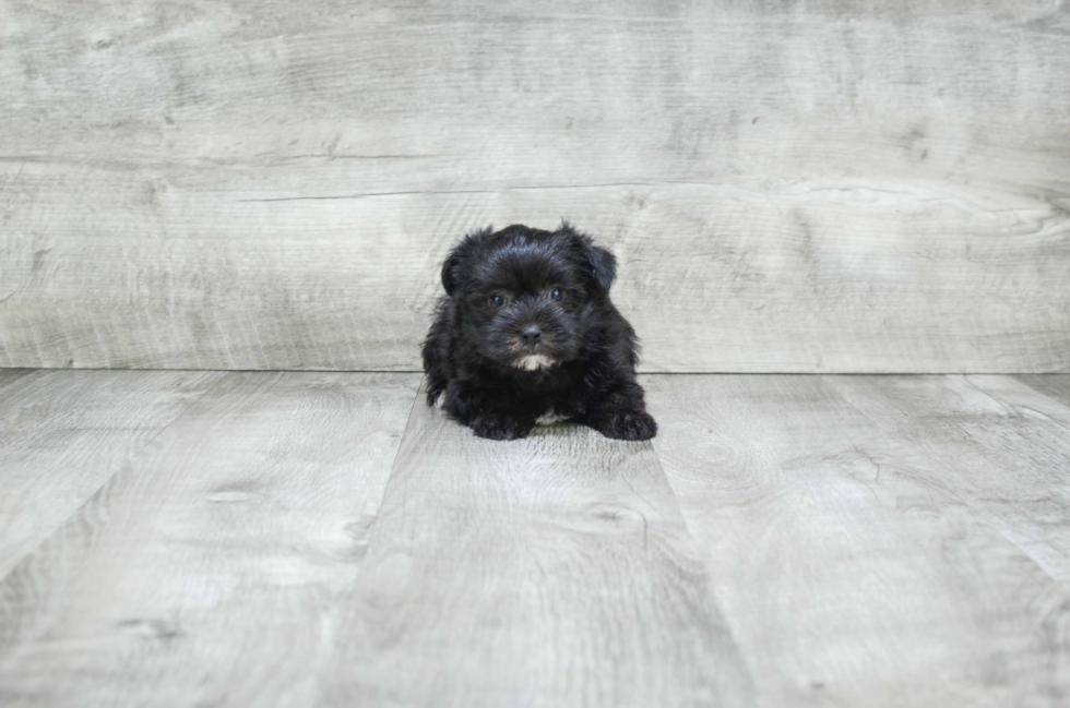 Best Morkie Baby