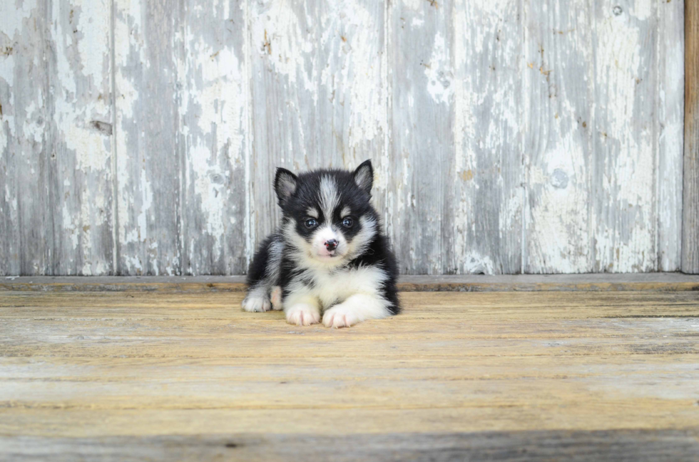 Best Pomsky Baby