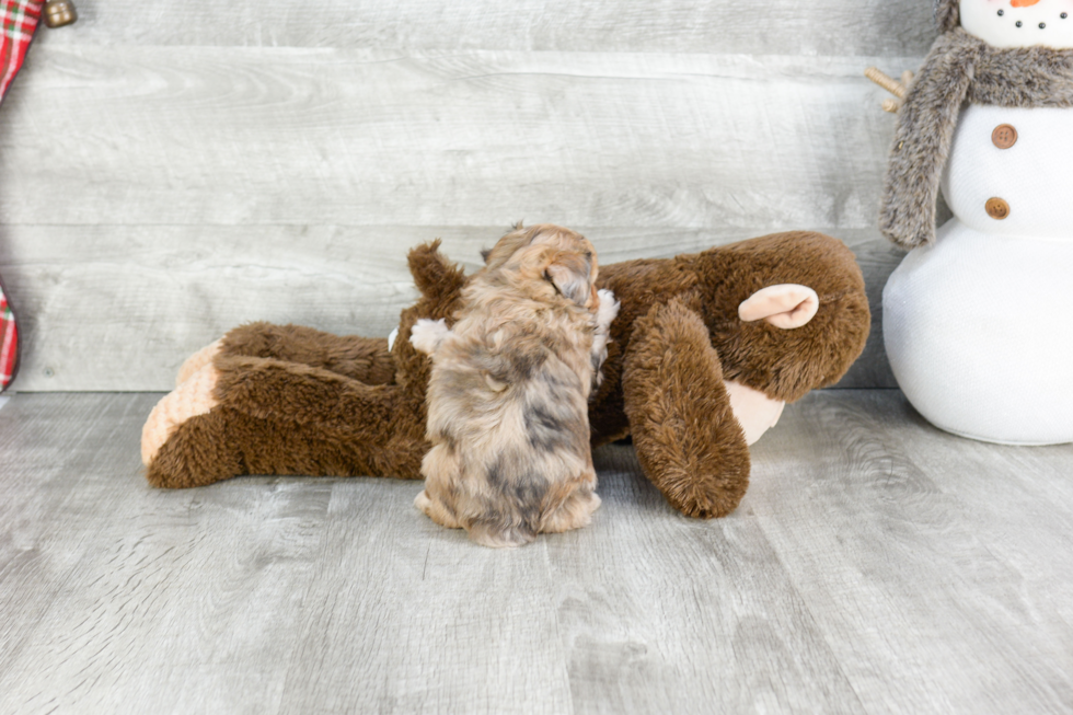 Mini Aussiedoodle Pup Being Cute