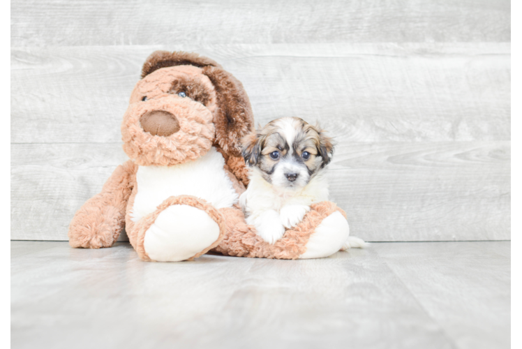 Akc Registered Havanese Baby