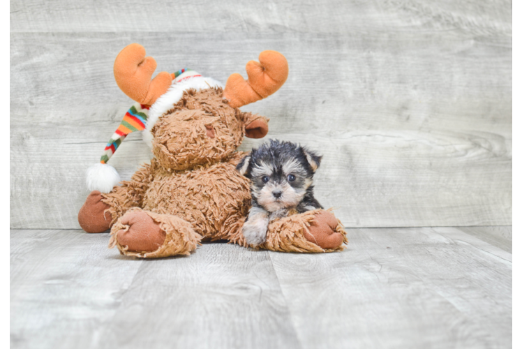 Energetic Yorkie Designer Puppy