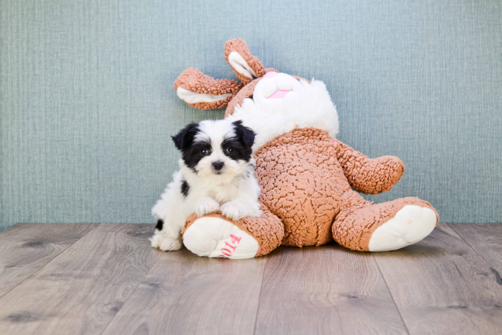 Cute Morkie Baby