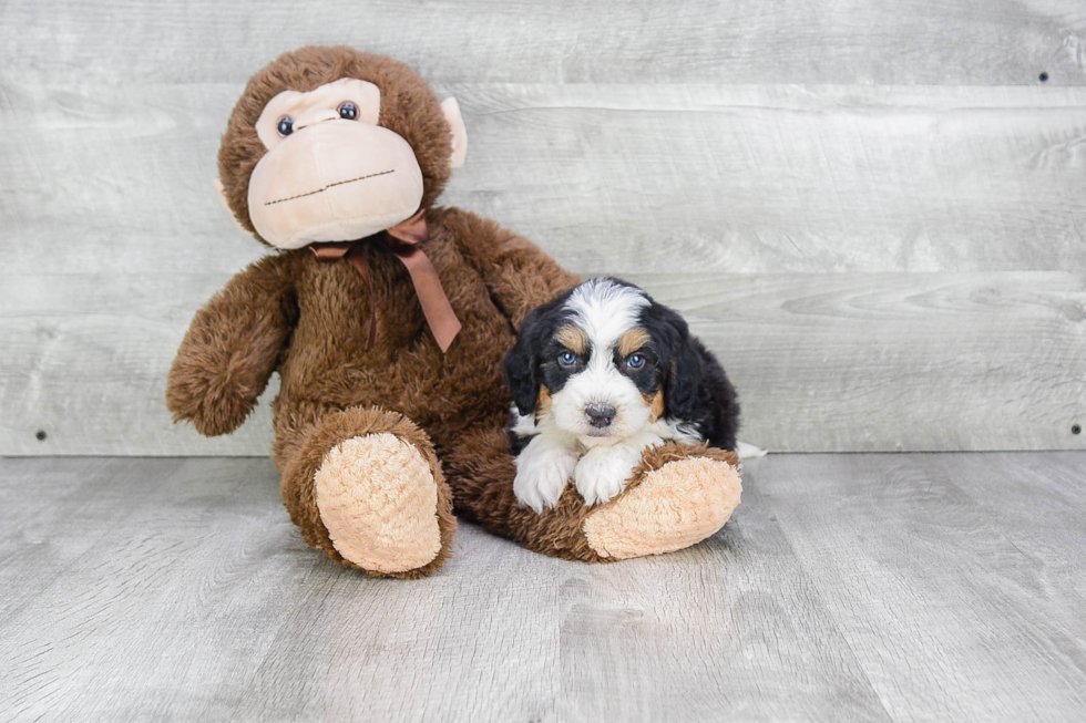 Adorable Mini Berniedoodle Poodle Mix Puppy