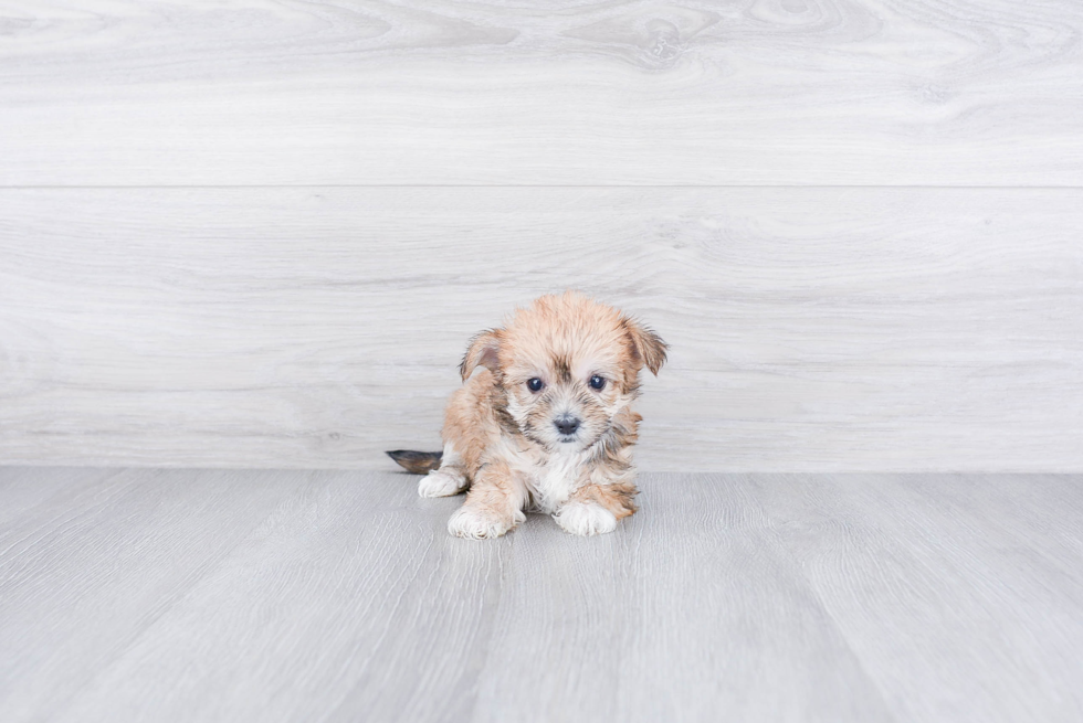 Morkie Pup Being Cute