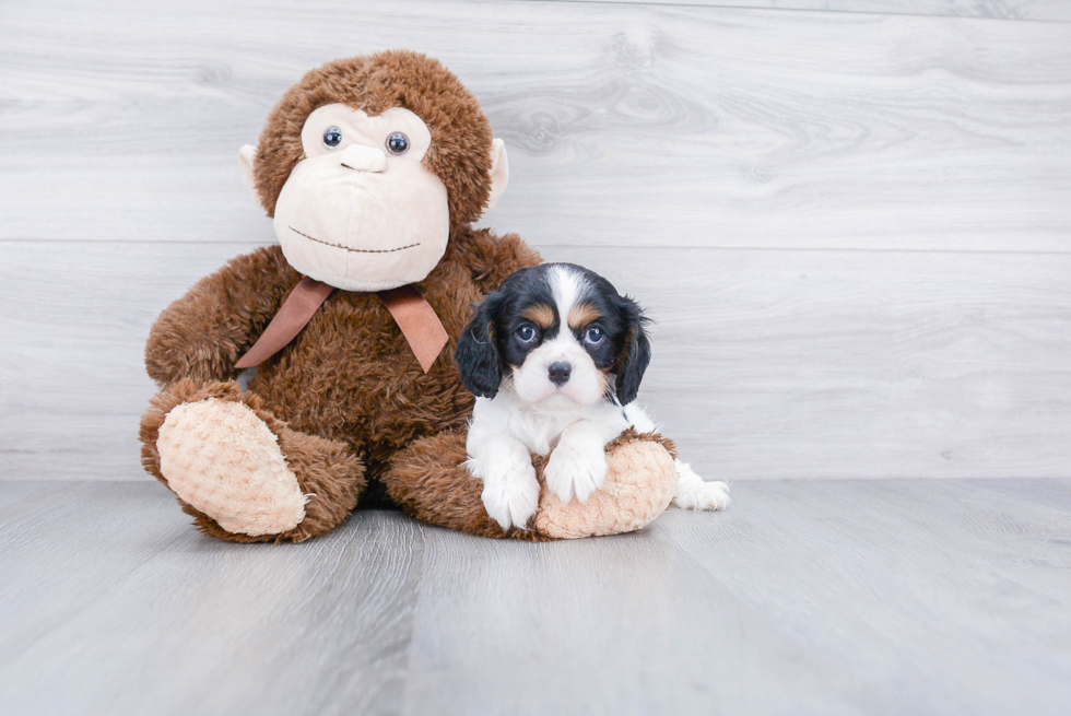 Funny Cavalier King Charles Spaniel Baby
