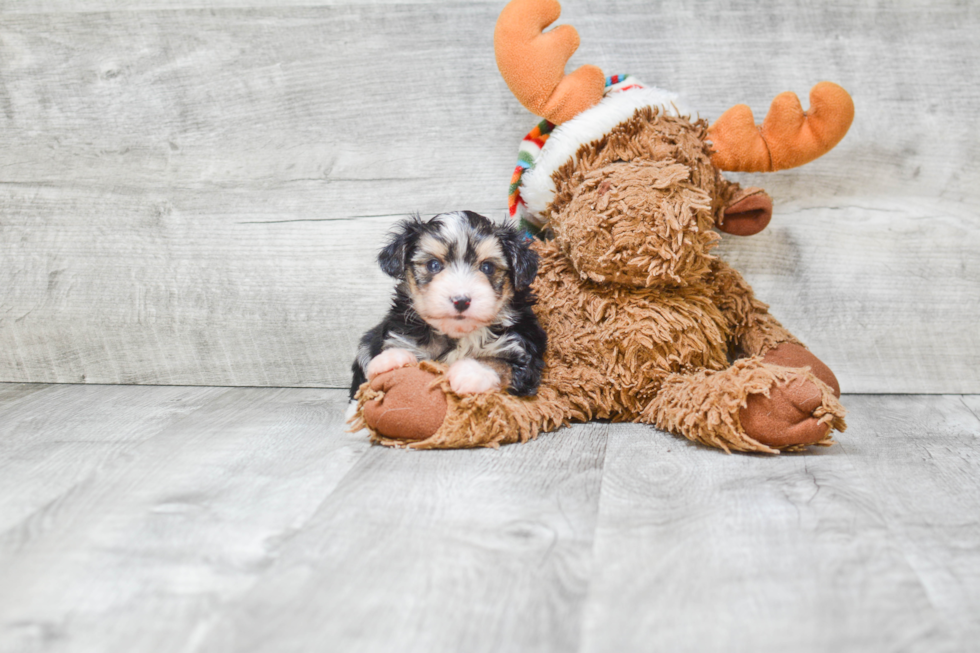 Cute Morkie Baby