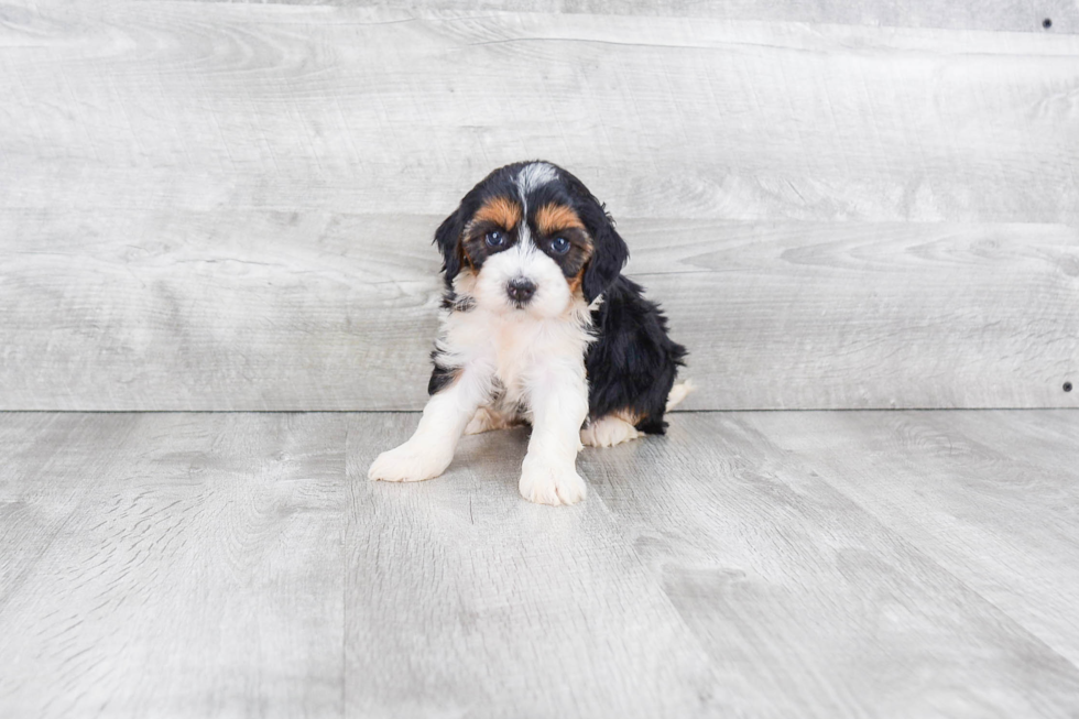 Mini Bernedoodle Puppy for Adoption