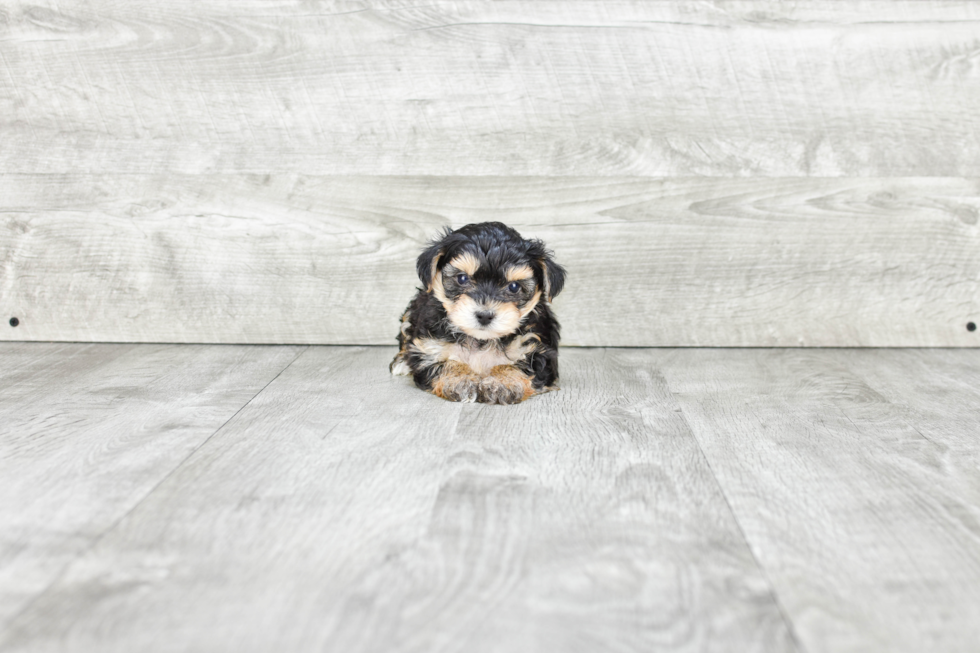 Morkie Pup Being Cute