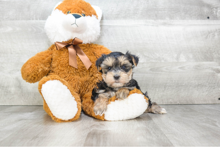 Energetic Yorkie Designer Puppy