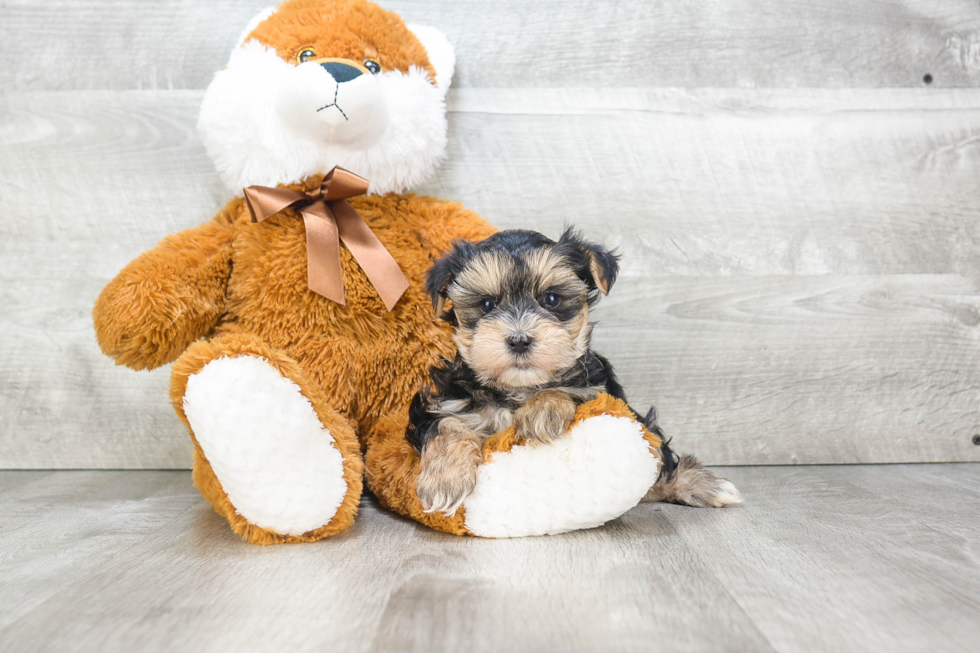 Energetic Yorkie Designer Puppy