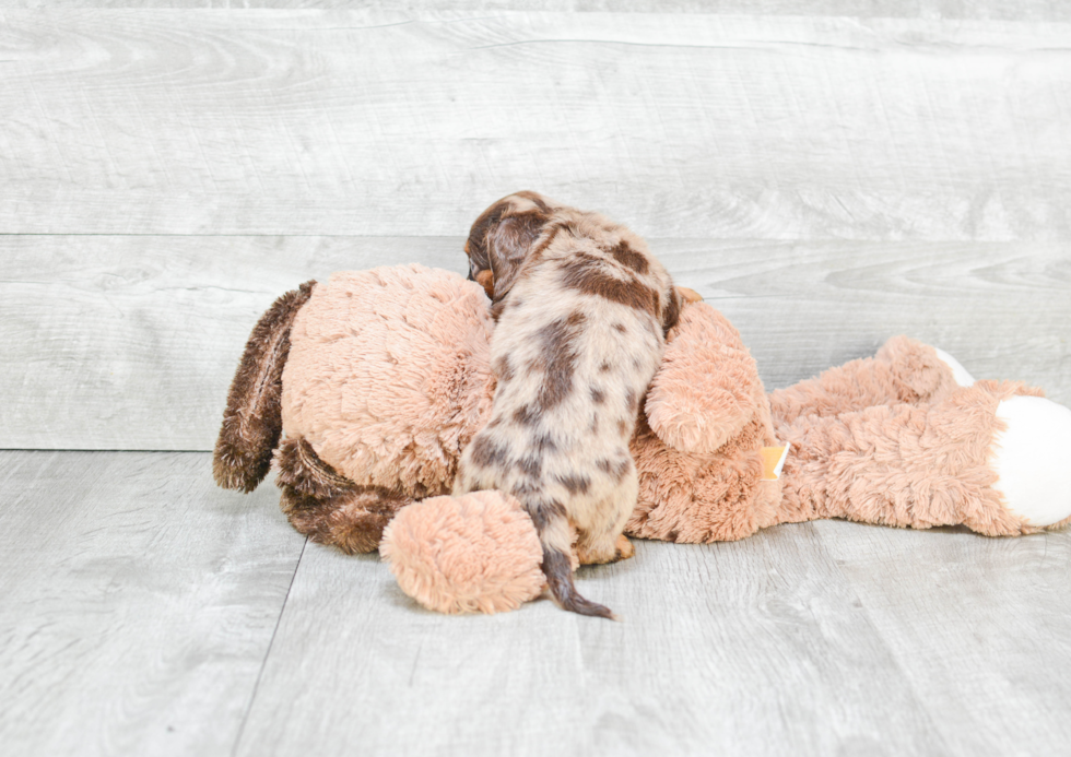 Cute Dachshund Purebred Puppy
