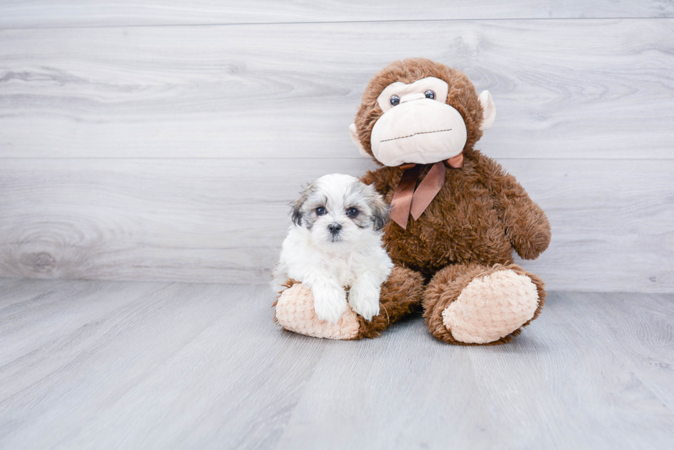 Teddy Bear Puppy for Adoption