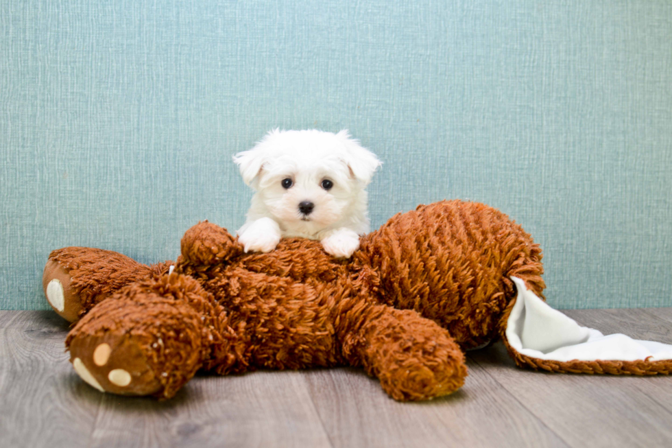 Sweet Maltese Purebred Puppy