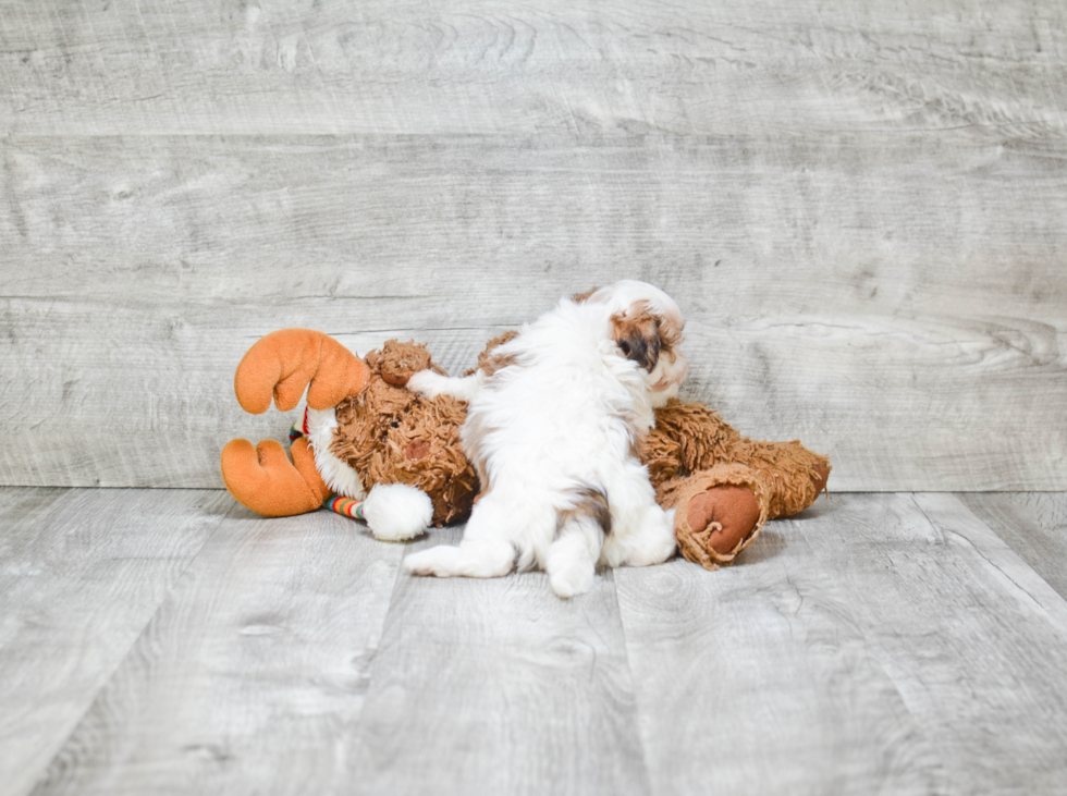 Best Teddy Bear Baby