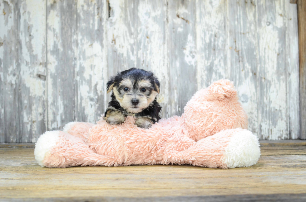 Best Morkie Baby