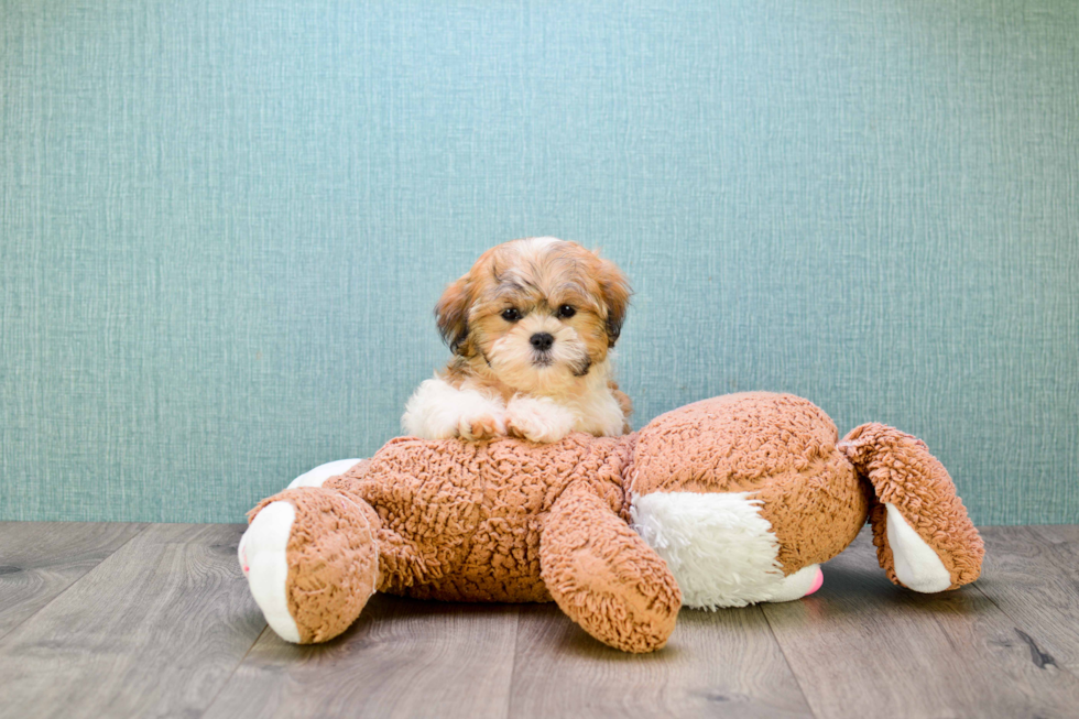 Energetic Shitzu Designer Puppy