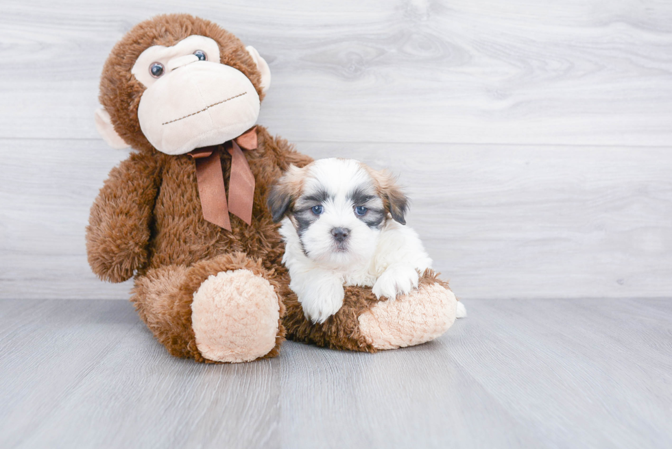 Teddy Bear Pup Being Cute
